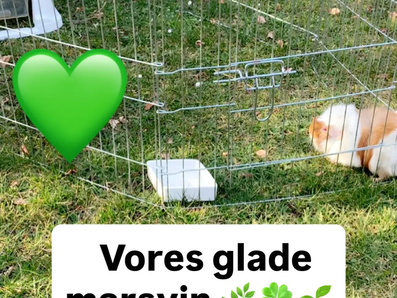 Billede 3 - Marsvin han 