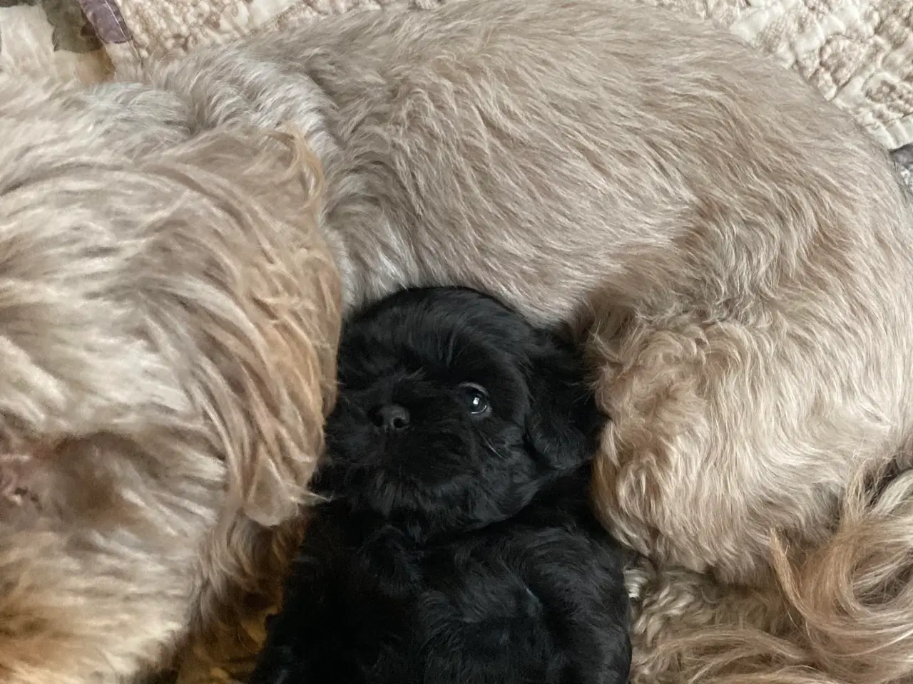 Billede 3 - Shih Poo 