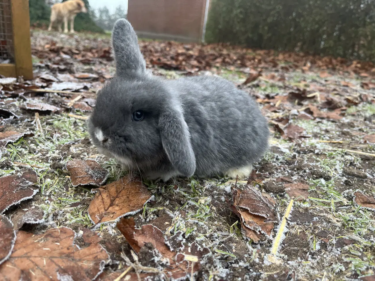 Billede 2 - Lionlop kaninunge børnevant og tam