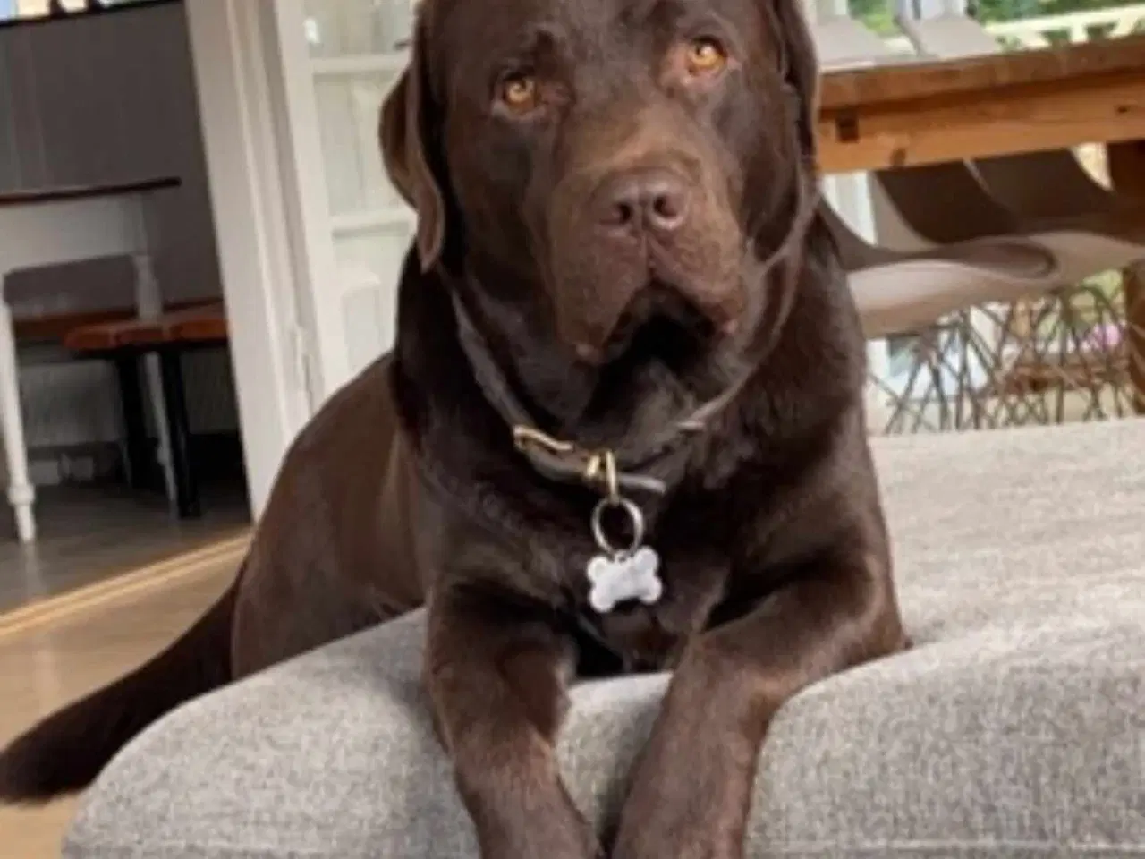 Billede 11 - Brun labrador hvalpe sælges 