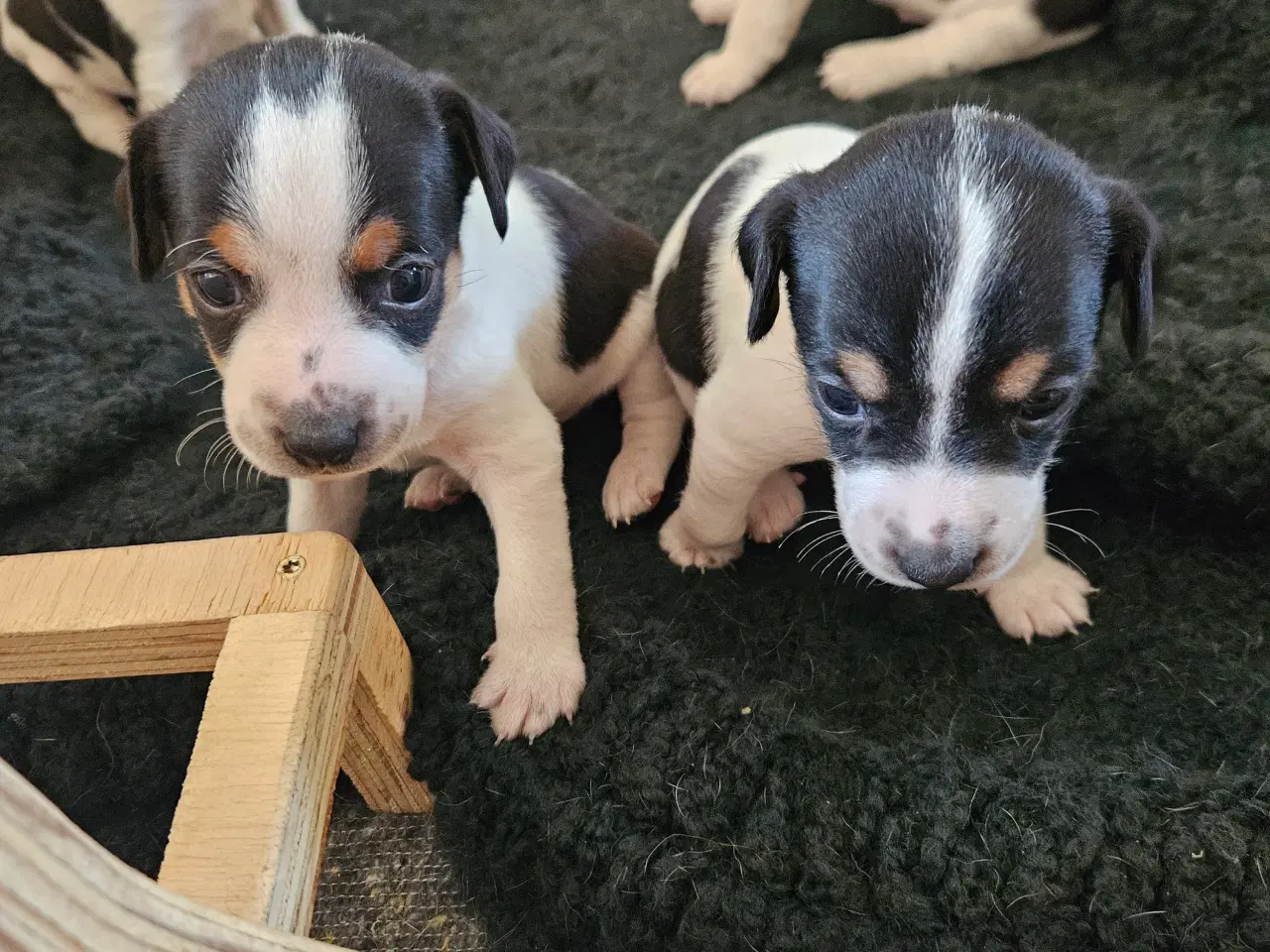 Billede 4 - Dansk svensk gårdhund hvalpe 