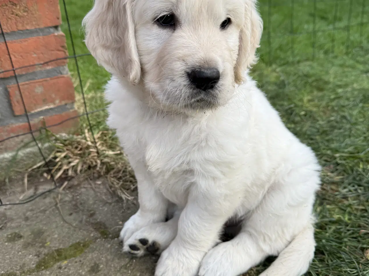 Billede 2 - Golden Retriever/Labrador hvalpe