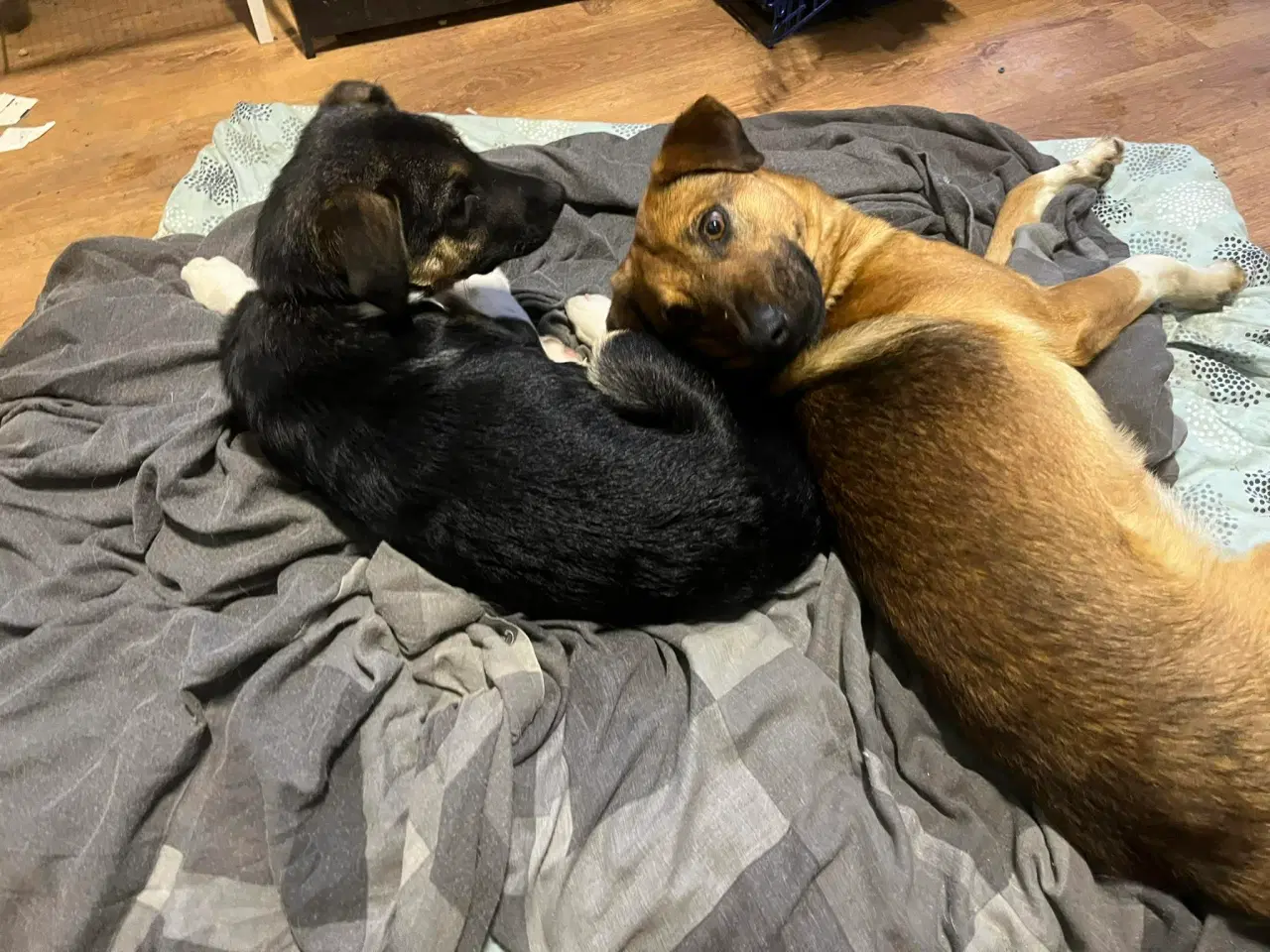 Billede 3 - Bertil med det skøre smil 🩷