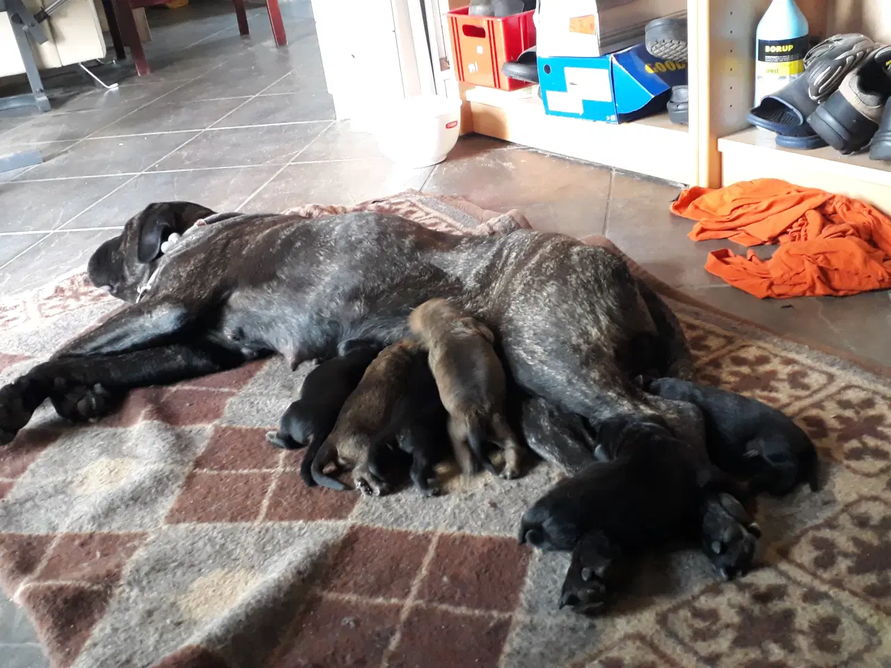 Billede 18 - Cane Corso Hvalpe Sælges. Læs helle teksten. 