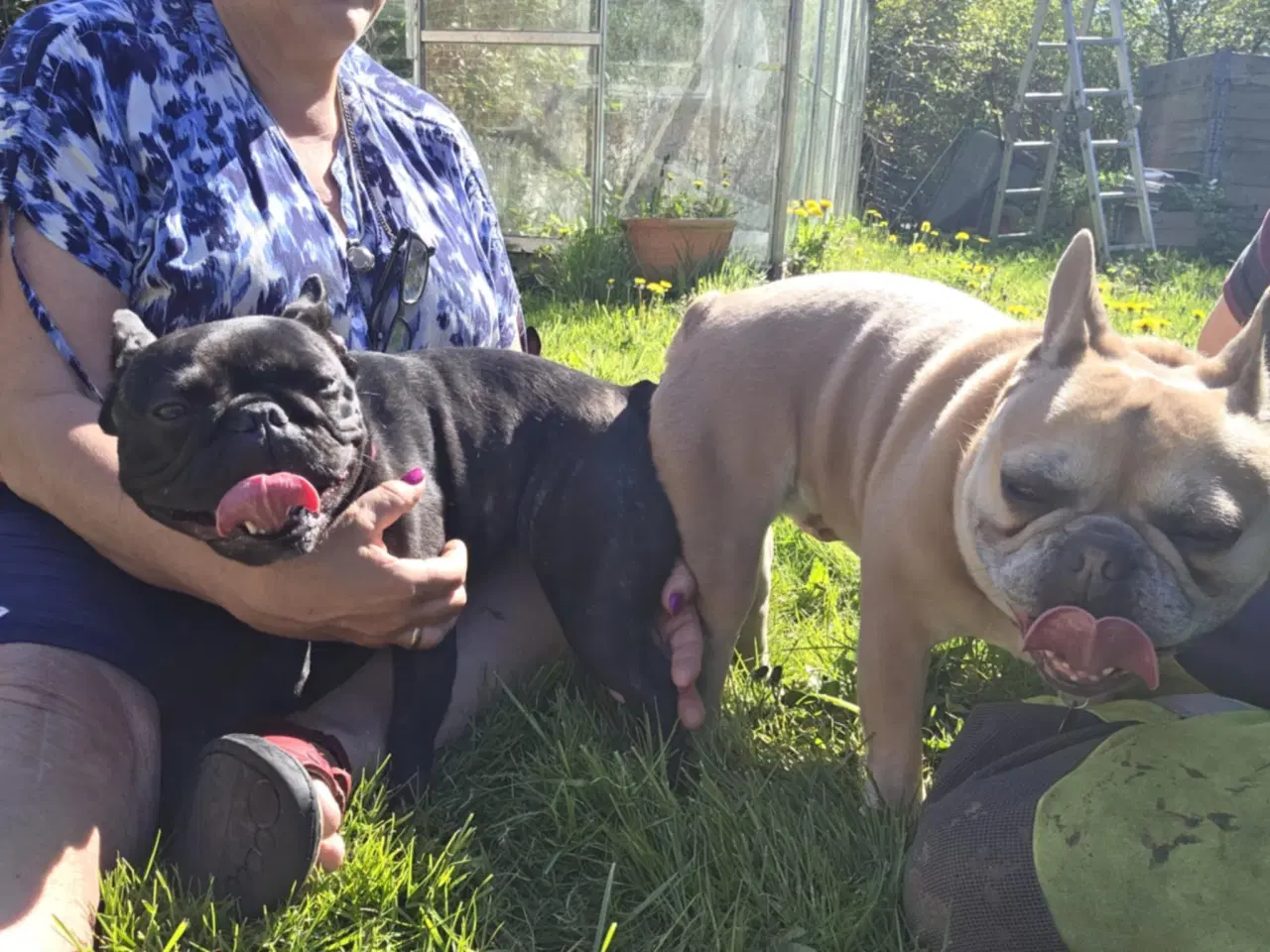 Billede 10 - Fransk bulldog hvalpe