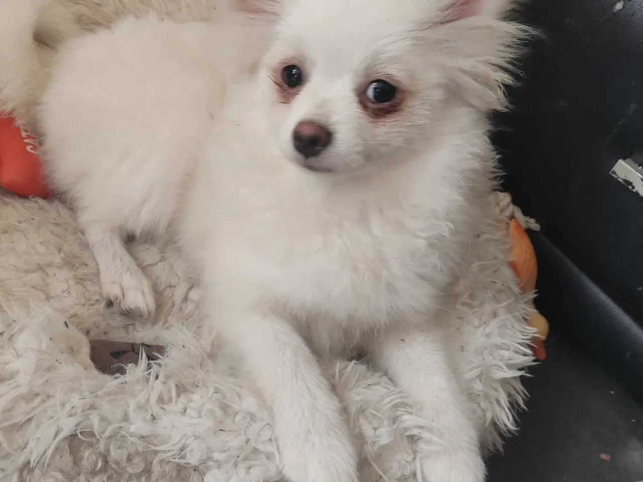Billede 2 - Mini Pomeranian 