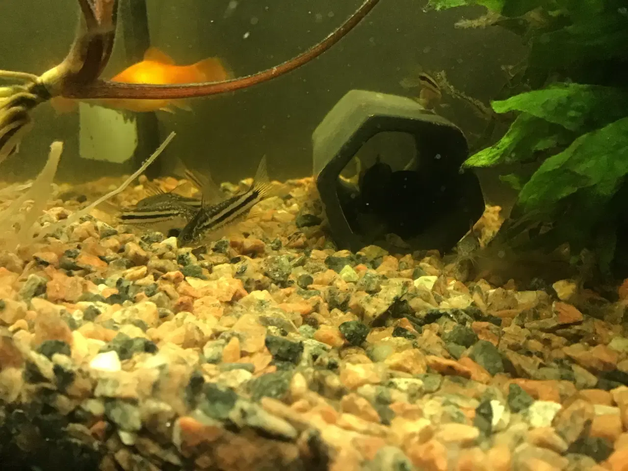 Billede 5 - Corydoras trilineatus trestribe. ungfisk dk