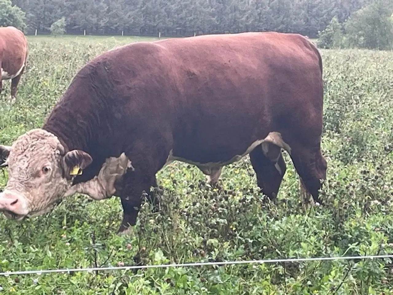 Billede 2 - Hereford avls tyr