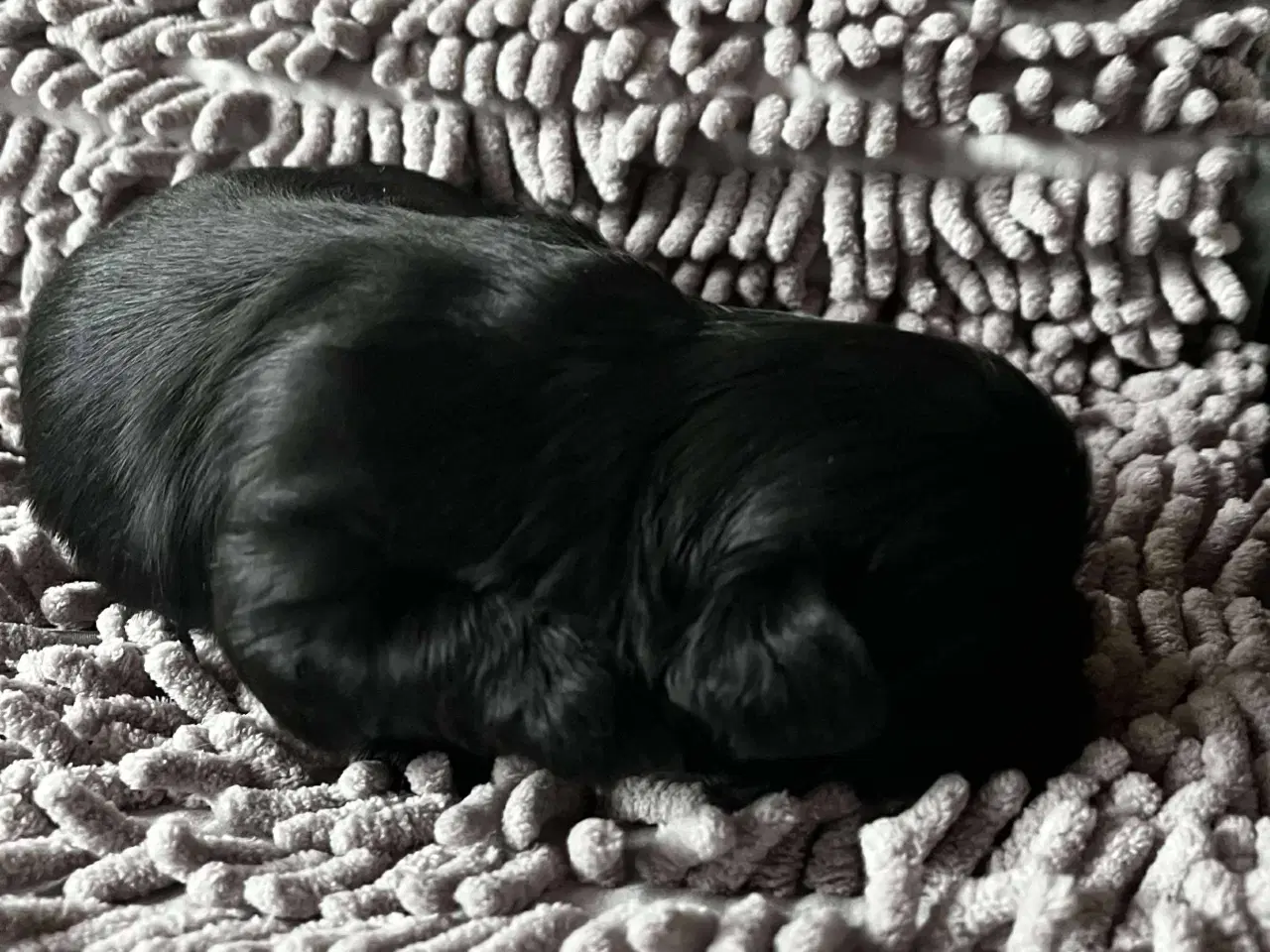 Billede 3 - Shih Tzu hvalpe