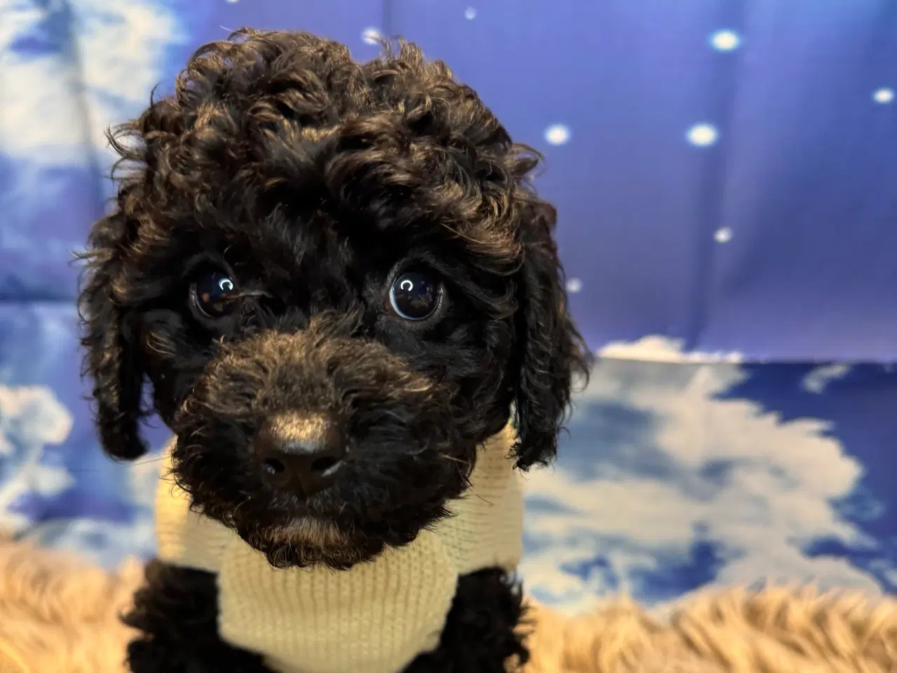 Billede 6 - Cavapoo vi venter her i februar 