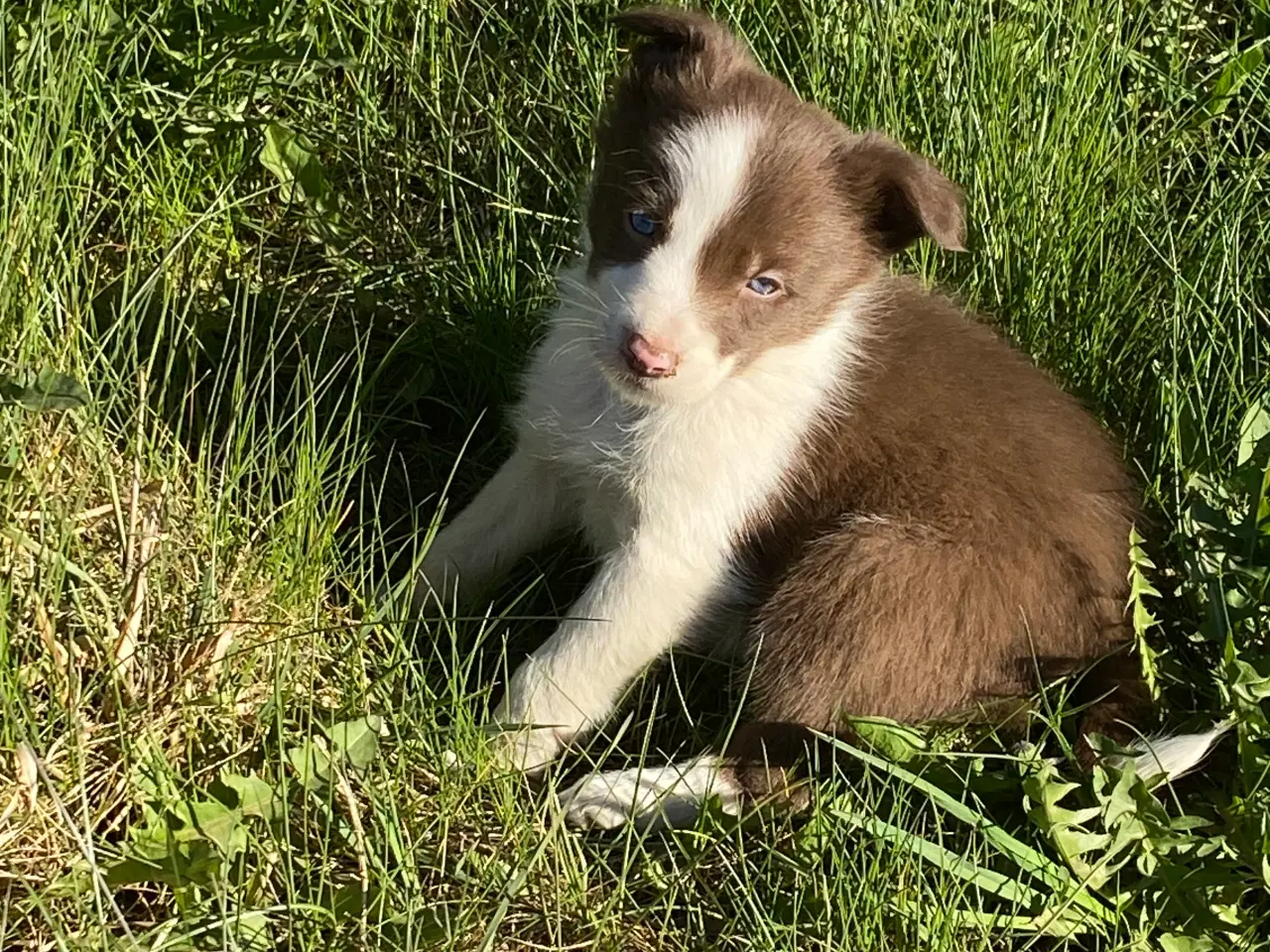 Billede 13 - Border Collie 