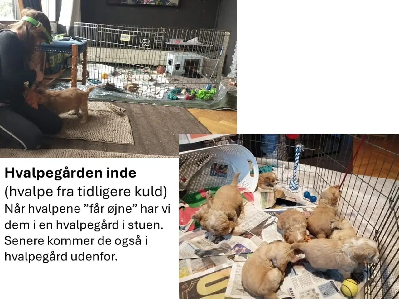 Billede 6 - Springerdoodle hvalpe