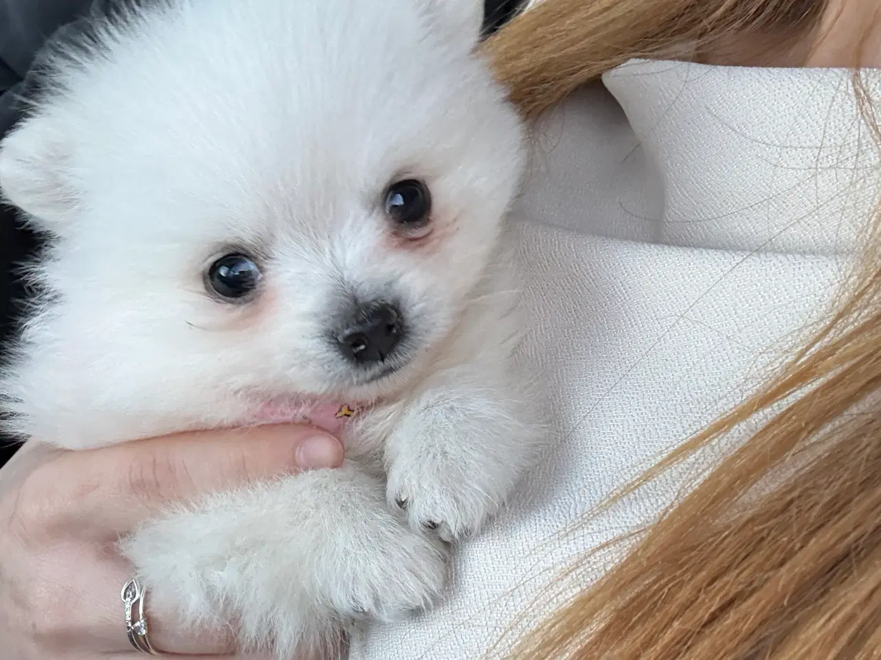 Billede 2 - Kærlig Pomeranian pige-hvalp – fuldt vaccineret,