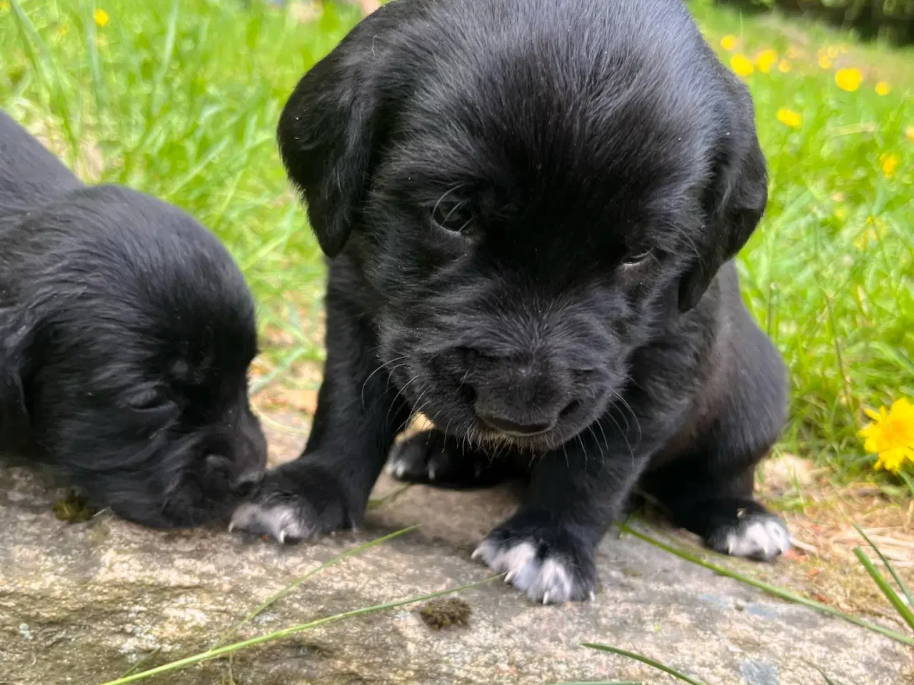 Billede 8 - Hvalpe - Labrador Retriever blanding