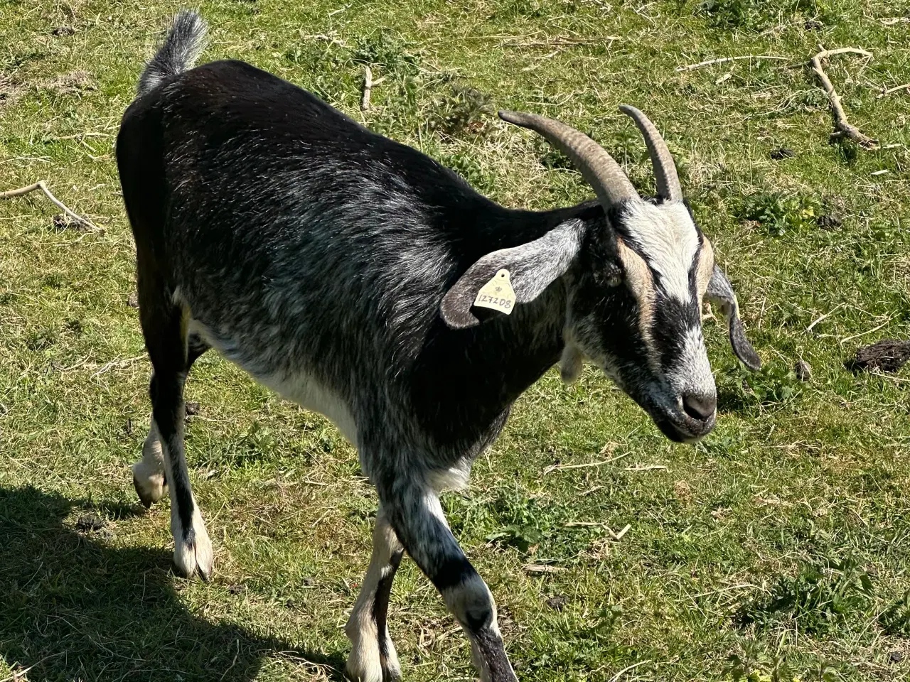 Billede 2 - Geder  bytte til får/sælges 