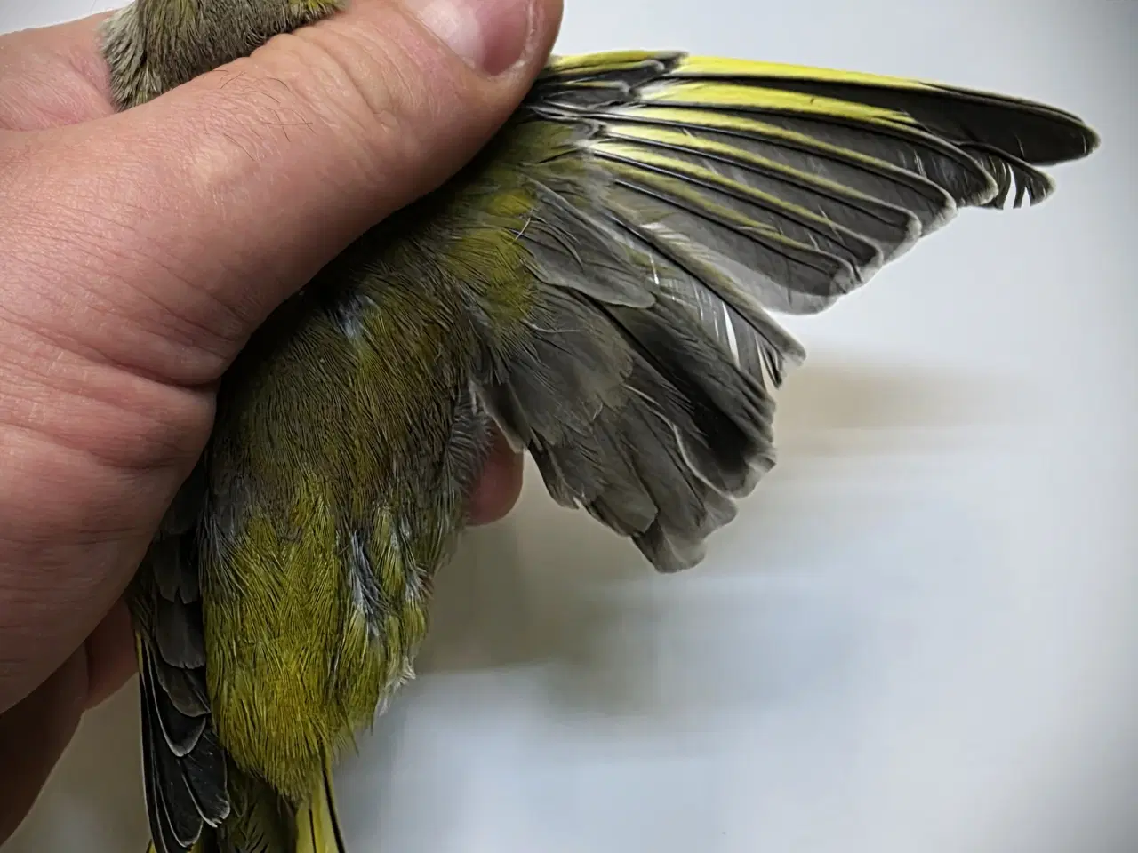 Billede 10 - Race kanarier