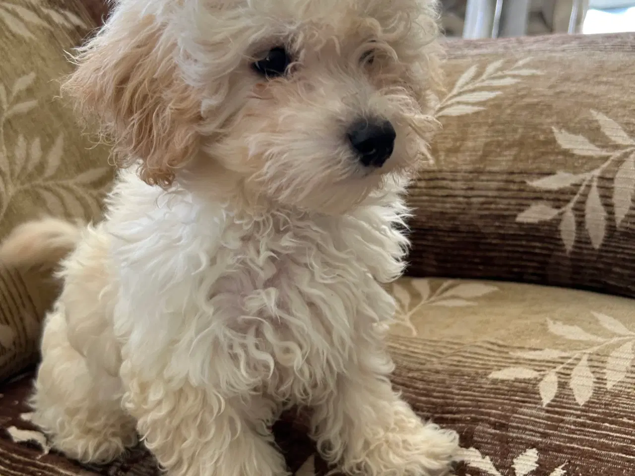 Billede 5 - Maltipoo hand Hund