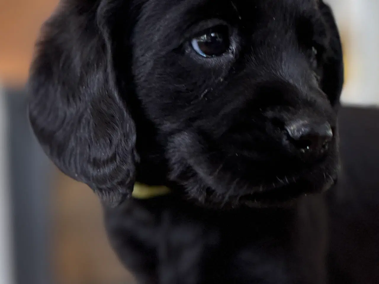 Billede 7 - Labrador og Amerikansk Cocker spaniel (Cockerdor)