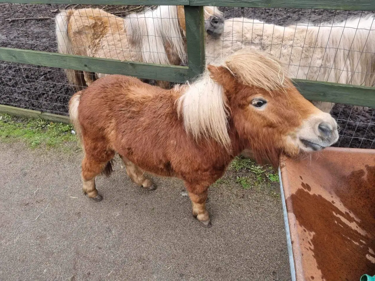 Billede 1 - Mini Shetlænder Hingsteføl