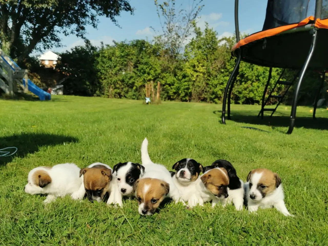 Billede 1 - Hunde hvalpe