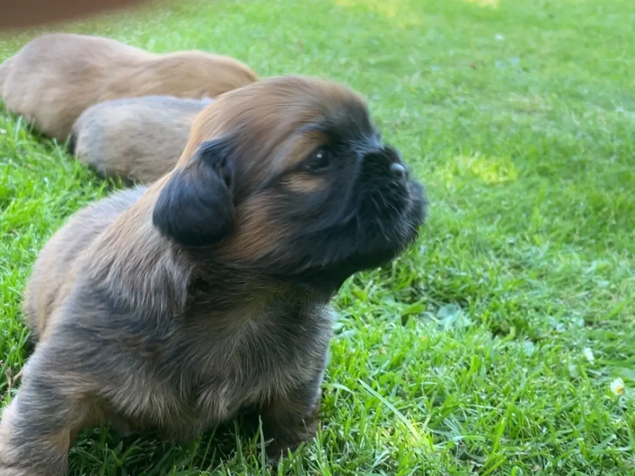 Billede 13 - Hvalpe- shizu/lhasa apso