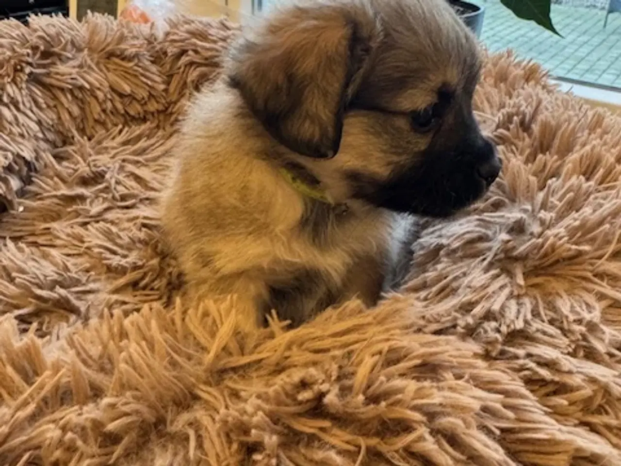 Billede 7 - Små uldtotter søger nyt hjem
