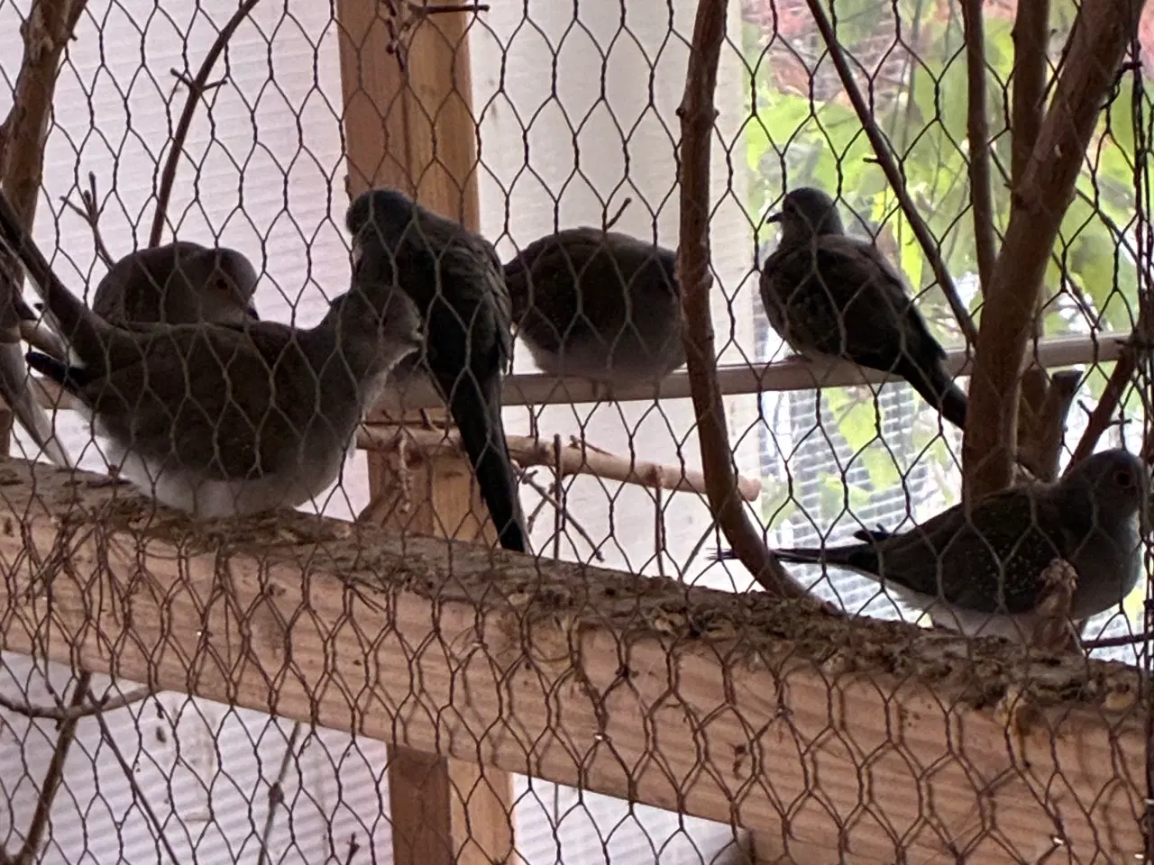 Billede 1 - Diamant duer