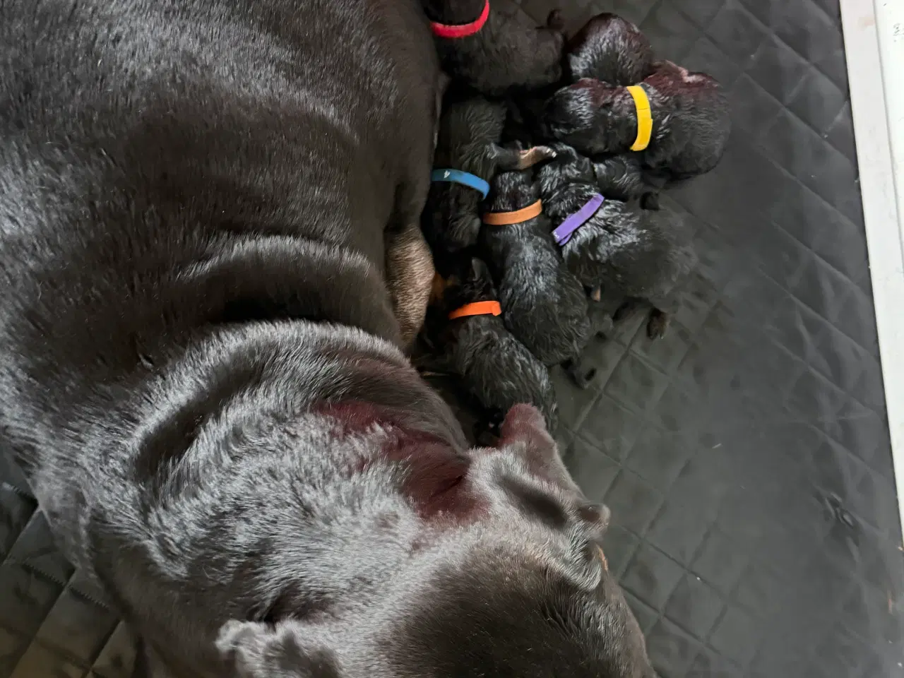 Billede 11 - M.B´Rottweiler Hvalpe