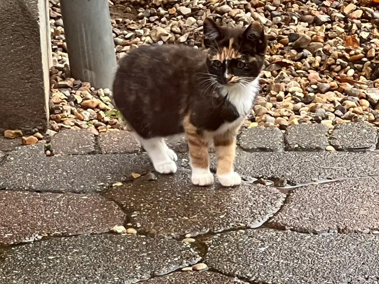 Billede 1 - Salgsklare killinger