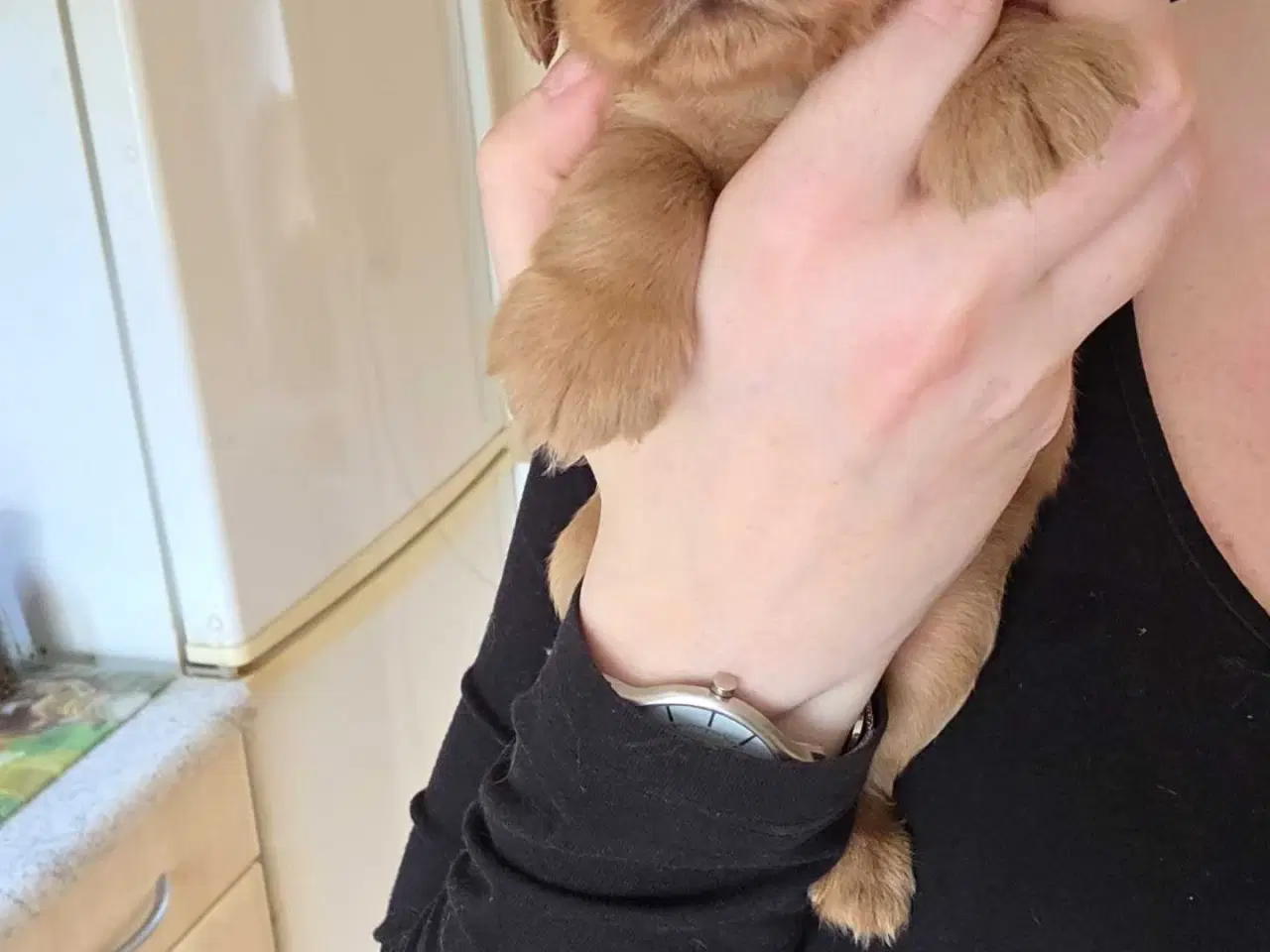 Billede 5 - Smukke Engelske Cocker Spaniel hvalpe