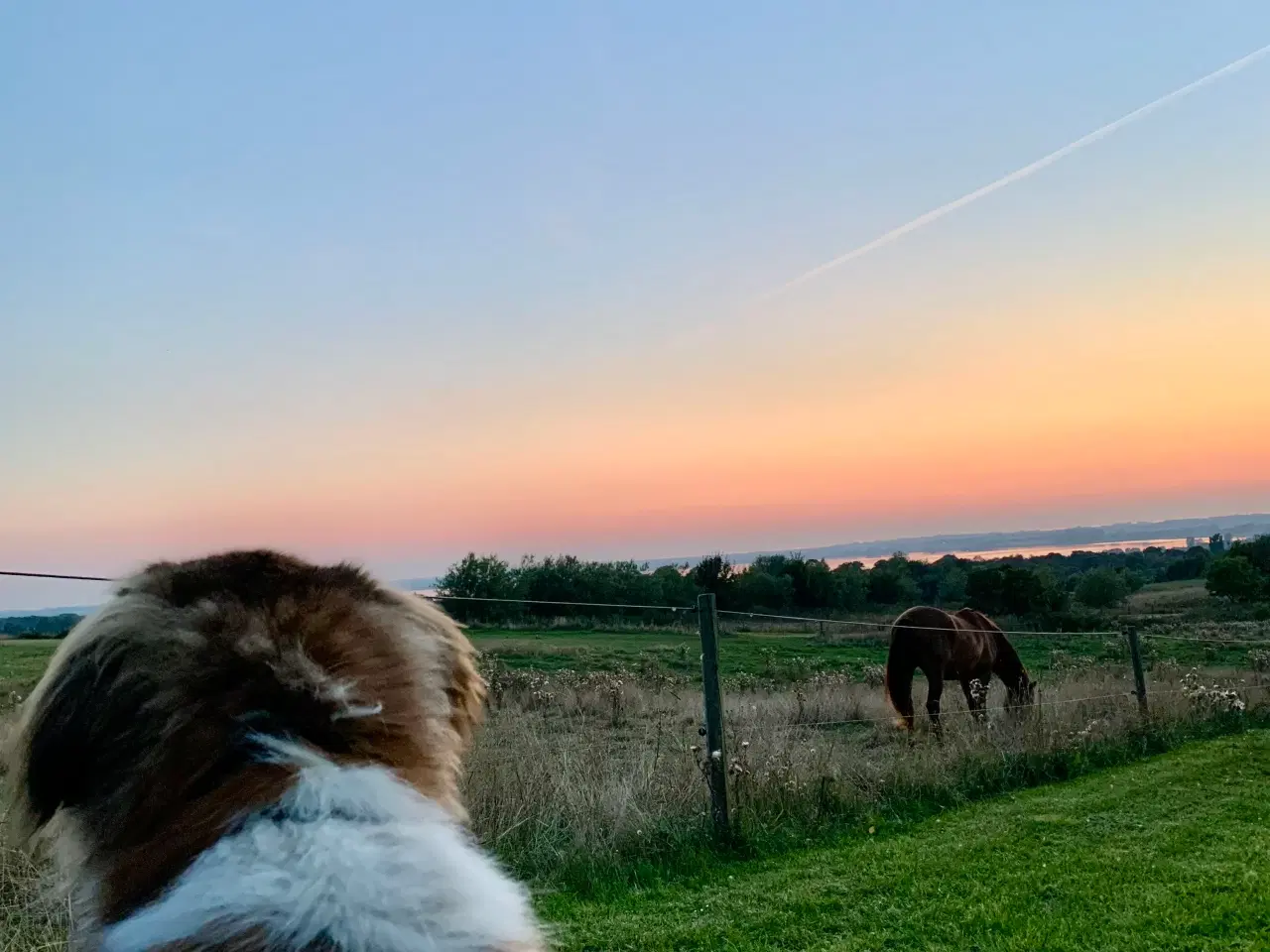 Billede 4 - 🐾 Boris søger nyt, kærligt hjem 🐾