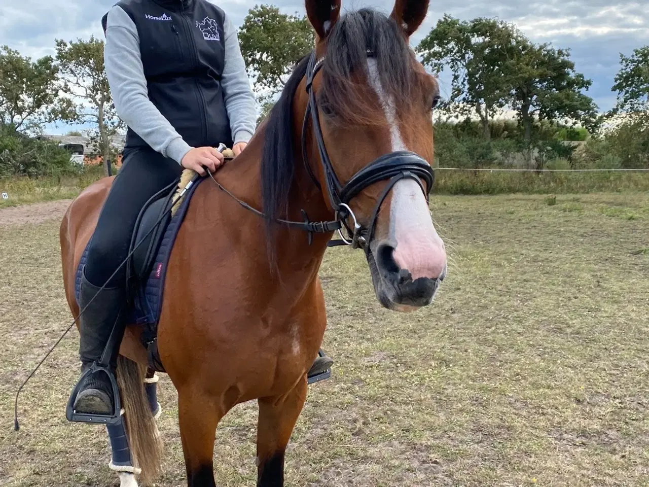 Billede 3 - Super sød & smuk 7 års vallak med massere gåpåmod 