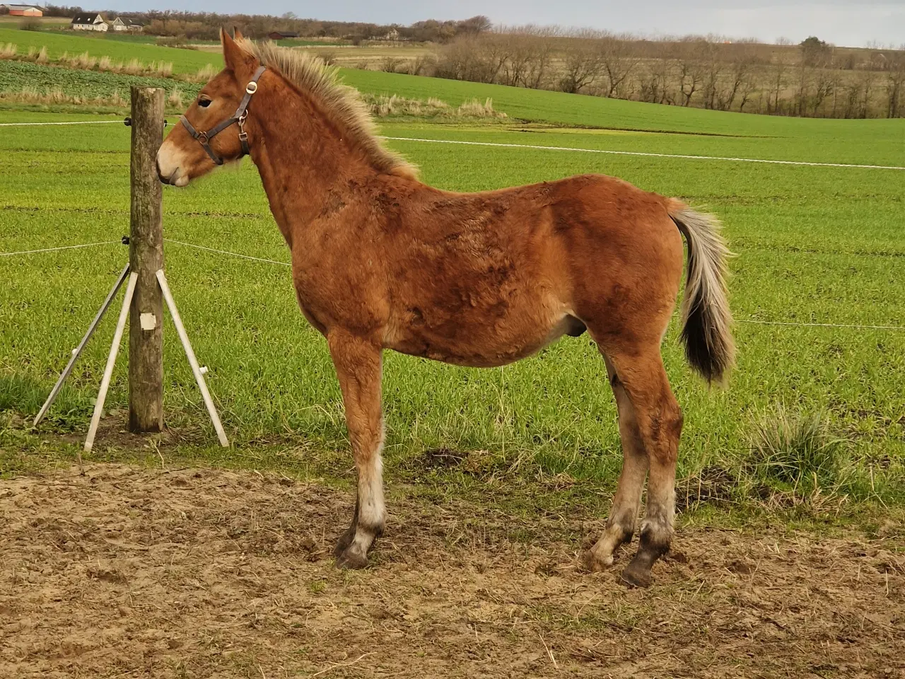 Billede 1 - 1 års Hingst plage 