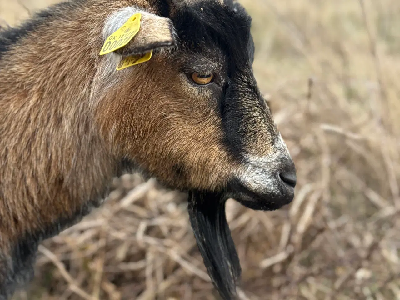 Billede 1 - Dværgged til selskabsged 