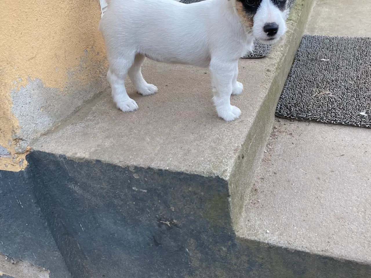 Billede 1 - Jack Russel terrie
