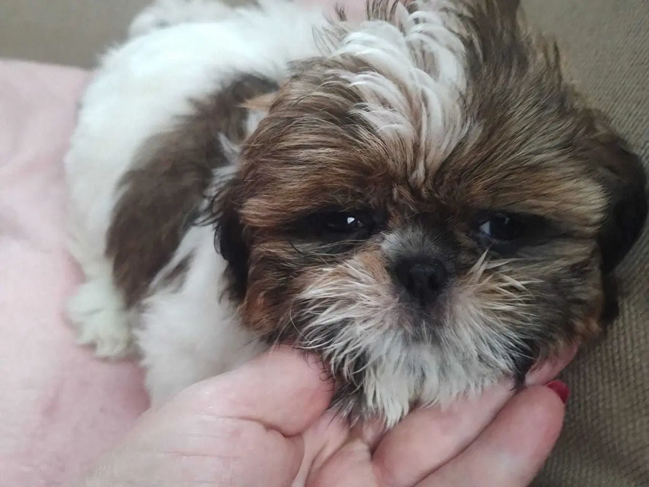 Billede 8 - Tu vidunderlige Shih Tzu