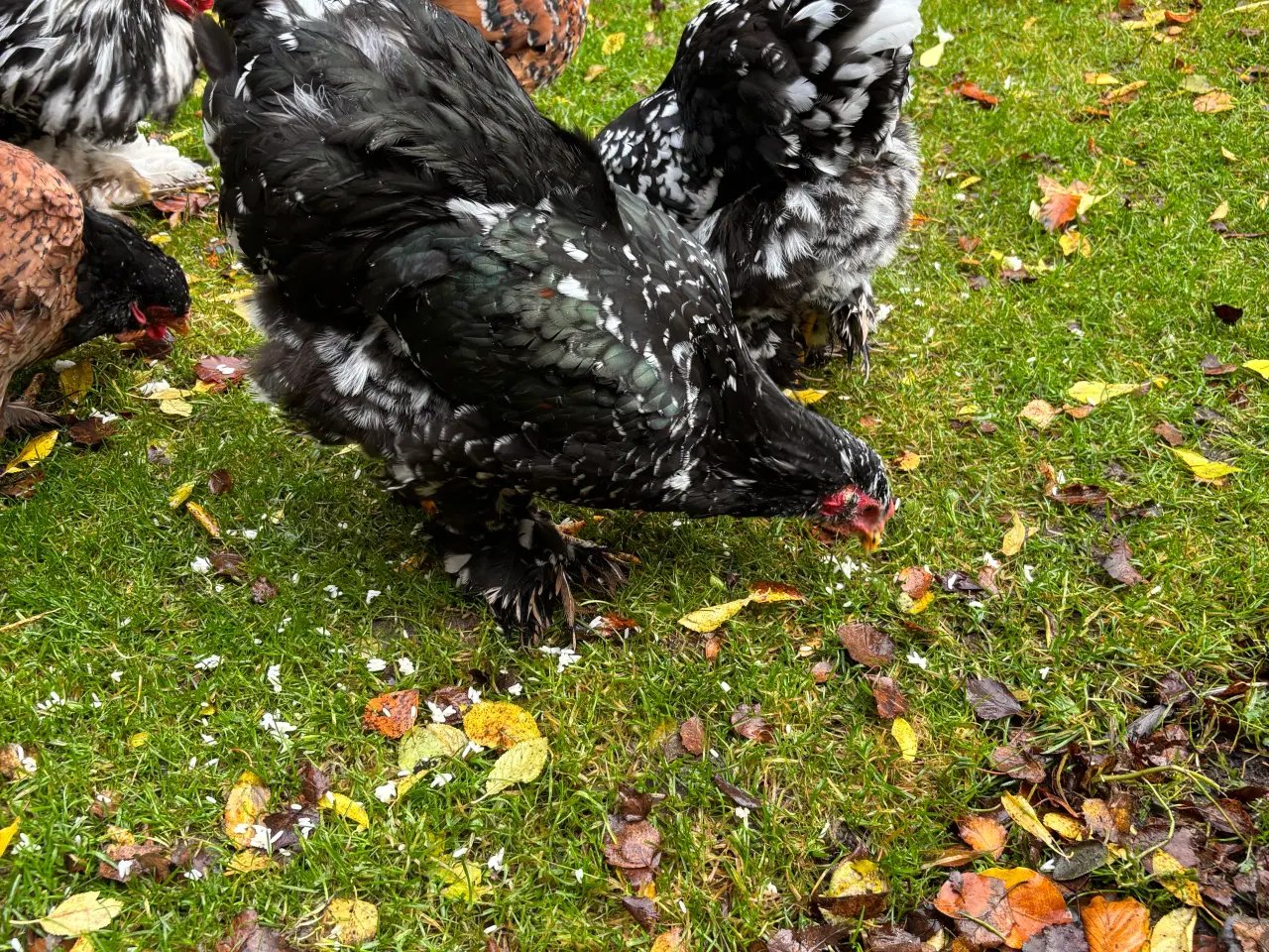 Billede 2 - Brahma ung hane sort/hvid