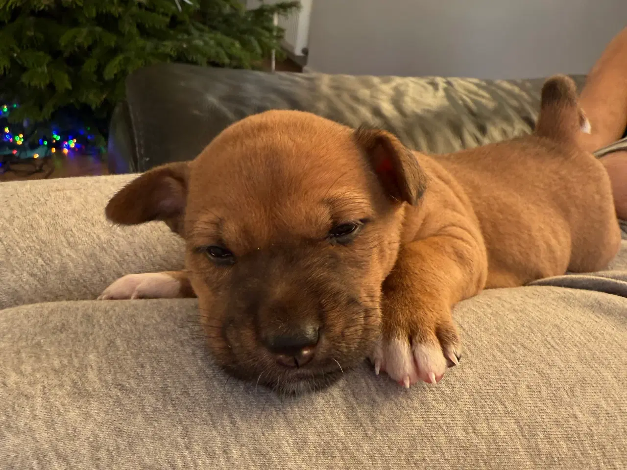 Billede 3 - Basenji hvalpe