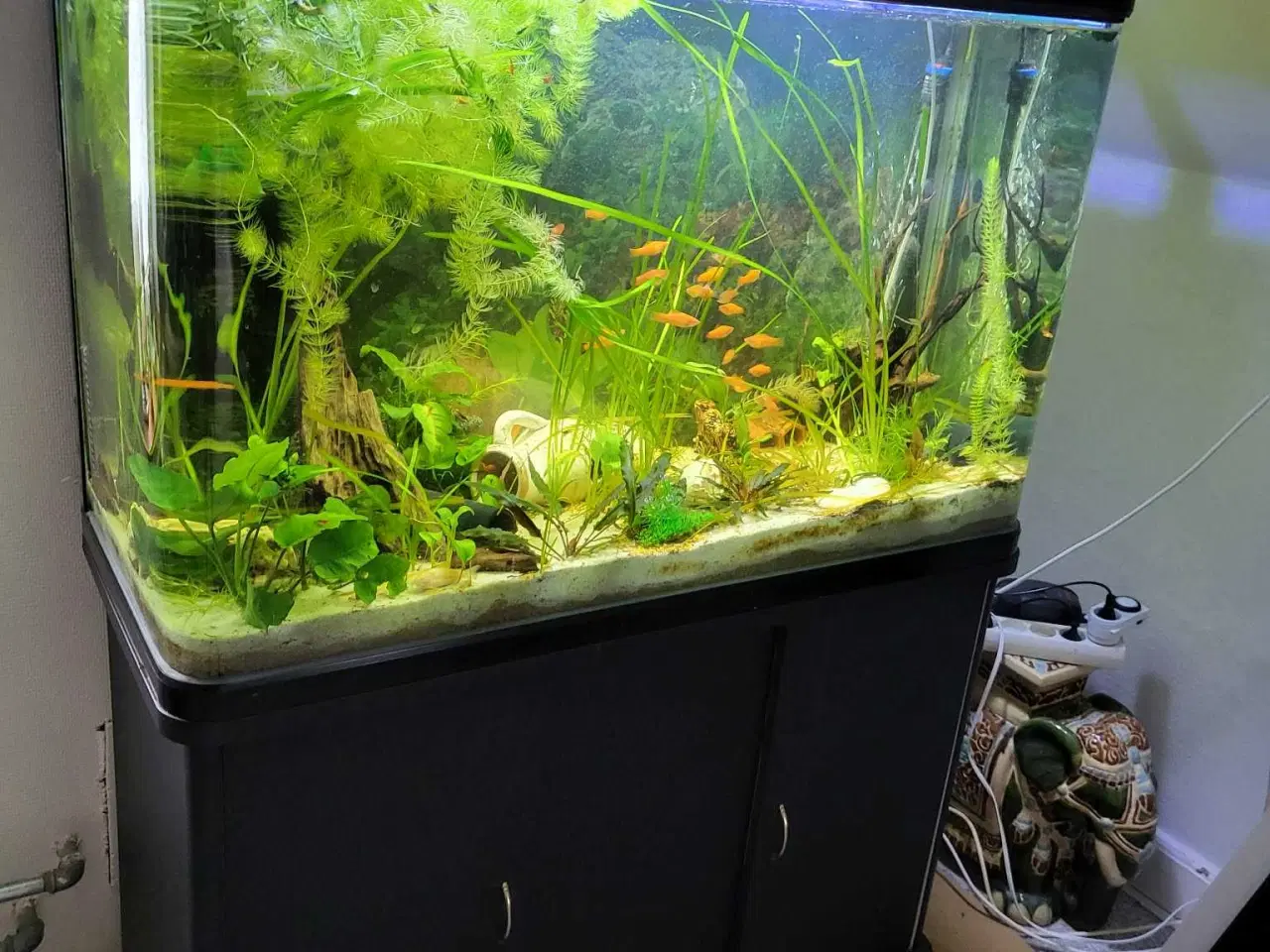 Billede 1 - Akvarie med pumpe og fisk Ca 300l