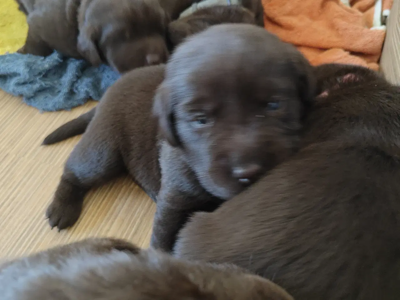 Billede 4 - Brun labrador hvalpe sælges 