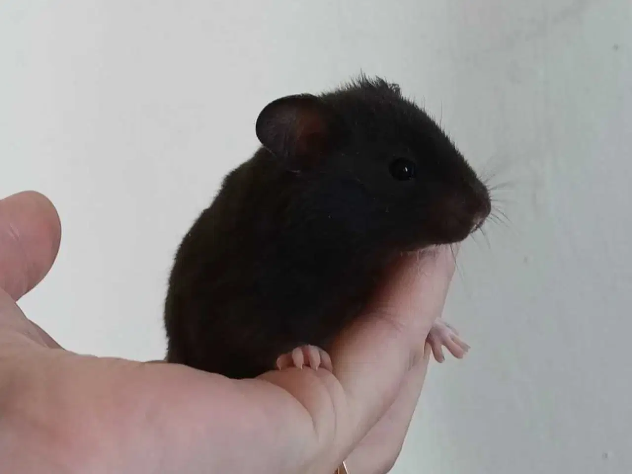 Billede 18 - Guldhamster unger 