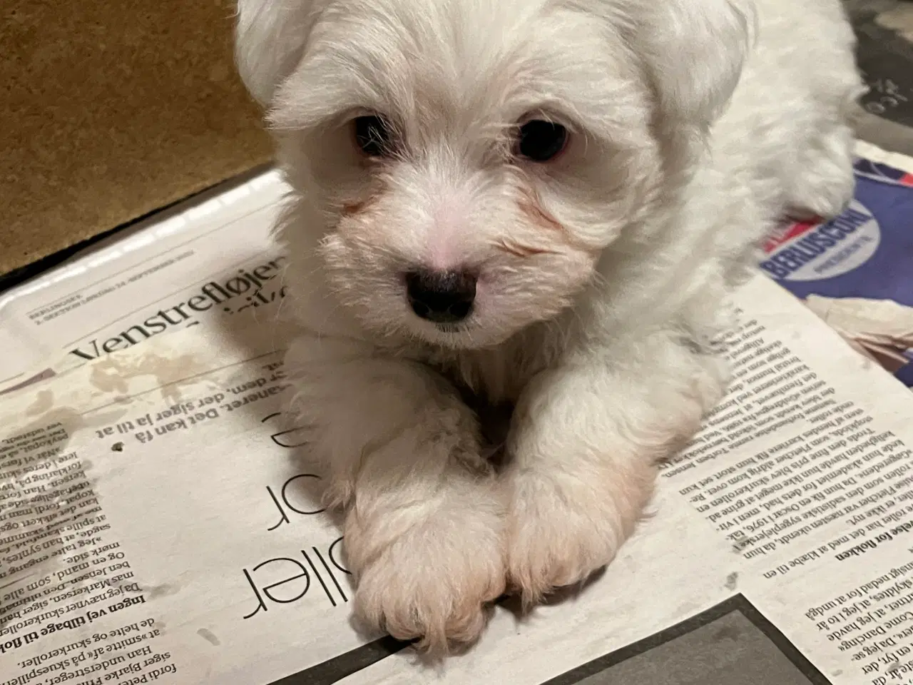 Billede 7 - Bichon havanais til avl. ERFAREN