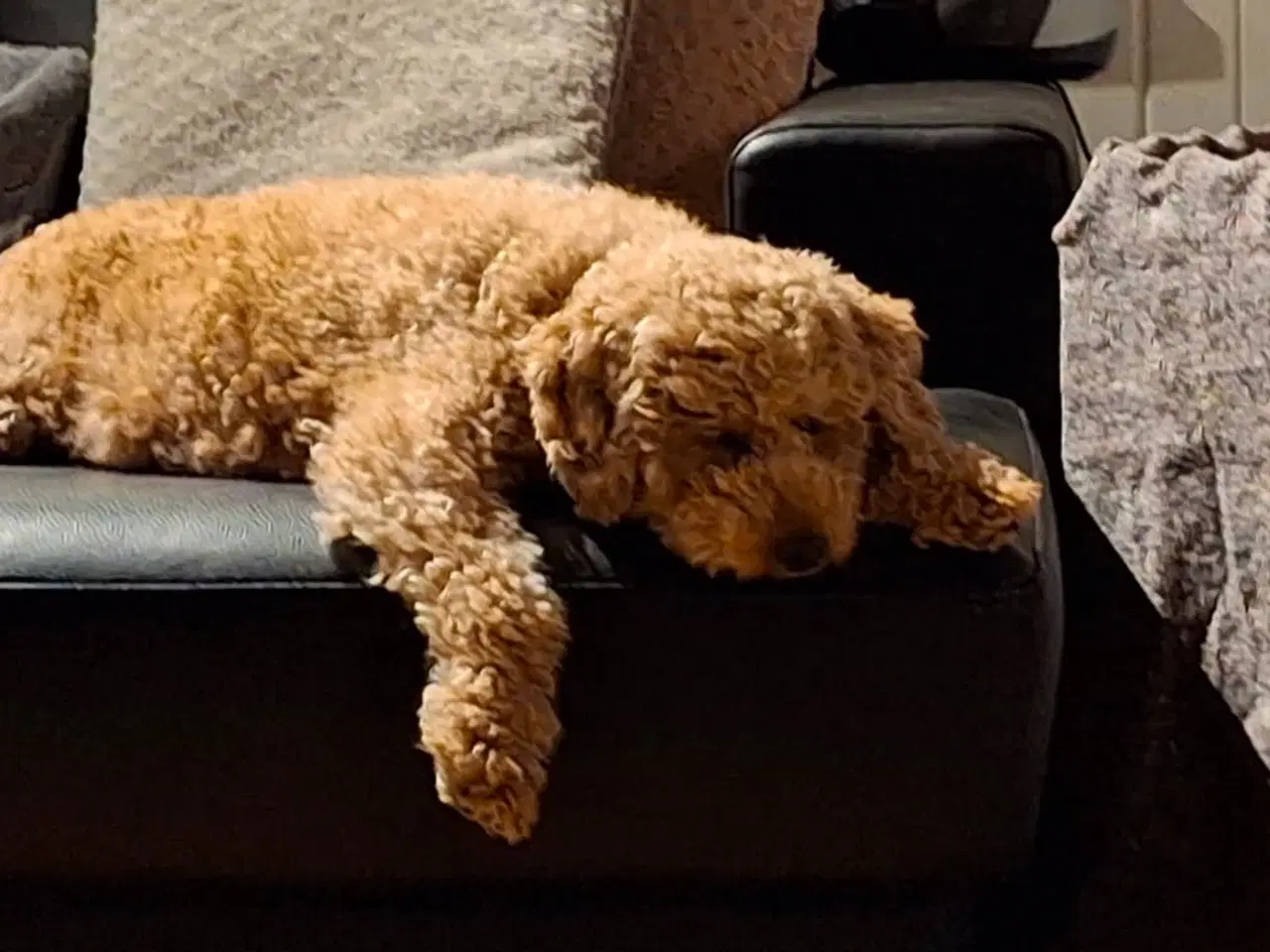 Billede 3 - Cavapoo hvalpe