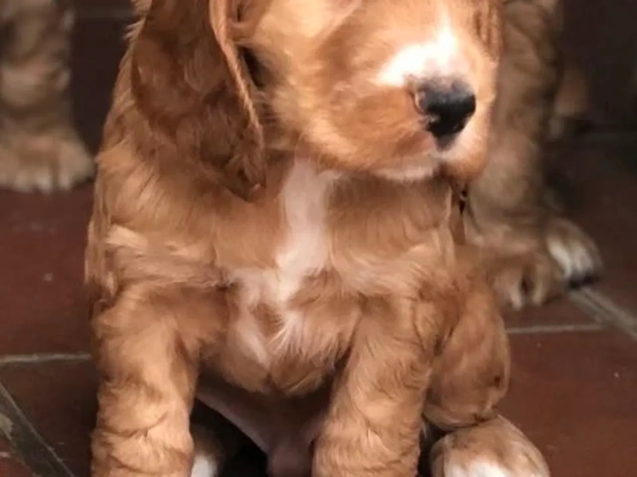 Billede 12 - Engelsk Cocker spaniel