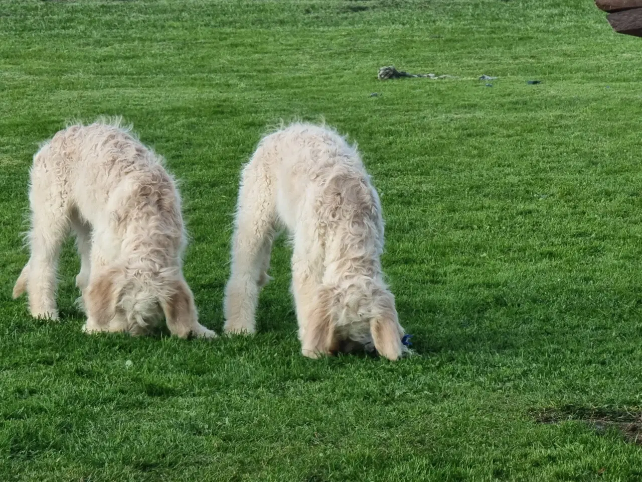 Billede 9 - To skønheder Golden doodle hanner hvalpe