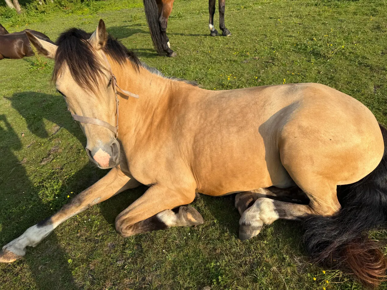 Billede 9 - Dine nye bedste ven