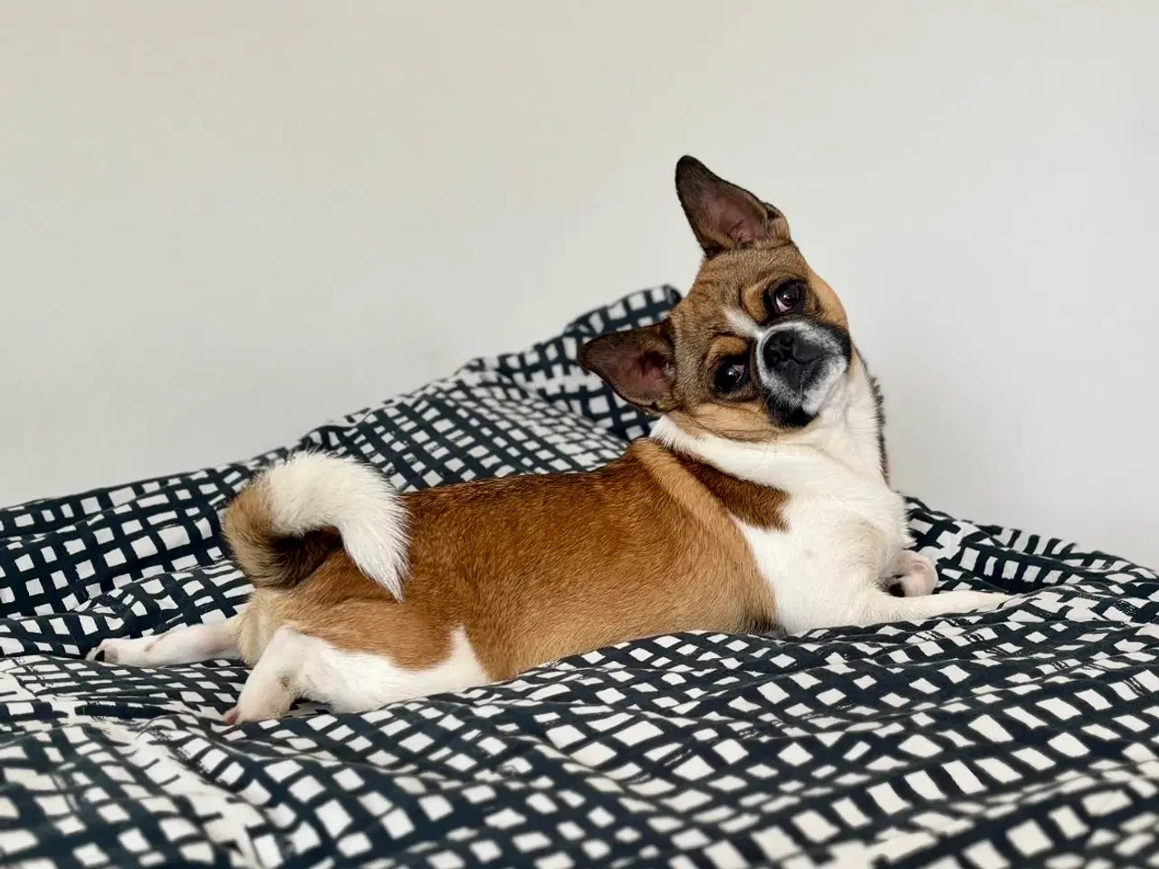 Billede 1 - Dejlig hanhund tilbydes til avl. 