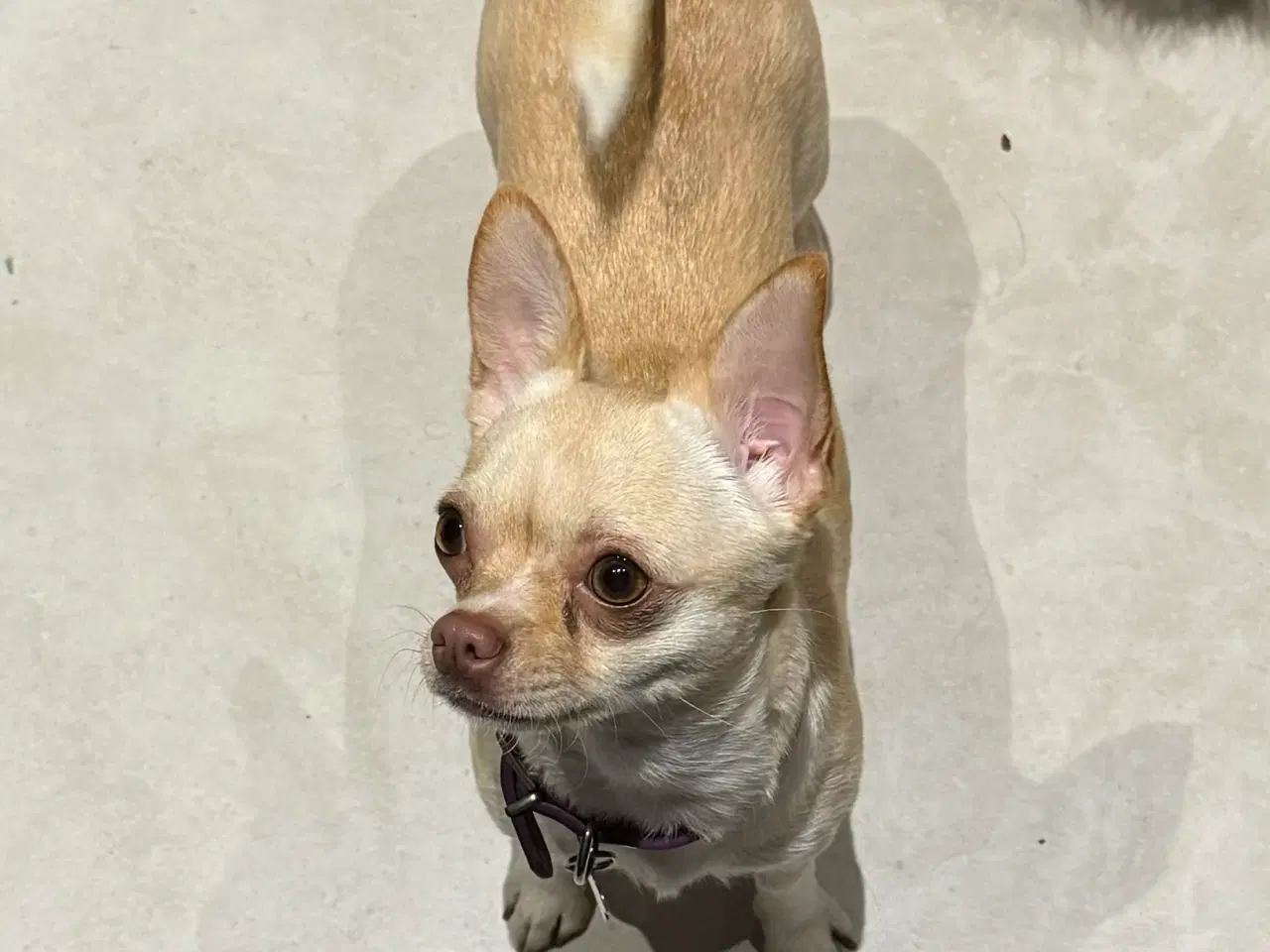 Billede 2 - Korthåret 3års DKK tæve