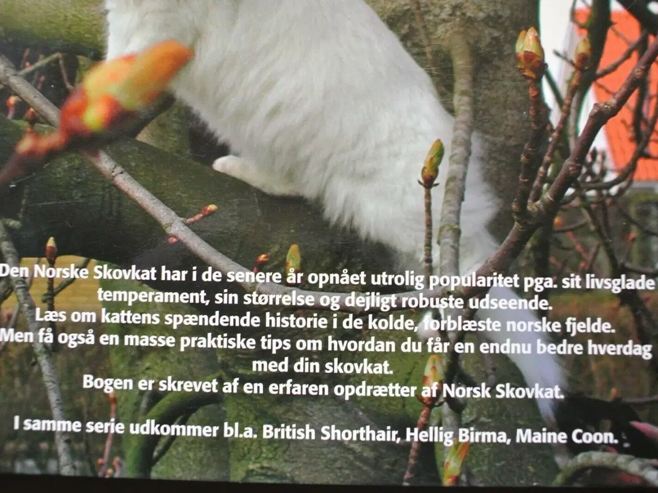 Billede 3 - norsk skovkat, emne: dyr