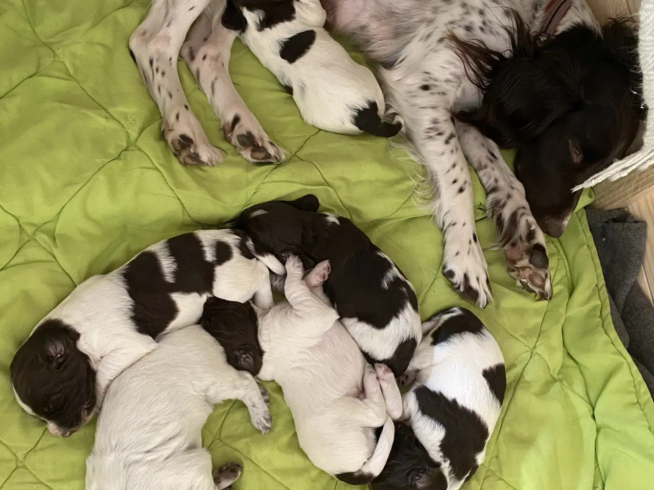 Billede 10 - Kleiner Munsterlænder - 2 hanhunde tilbage